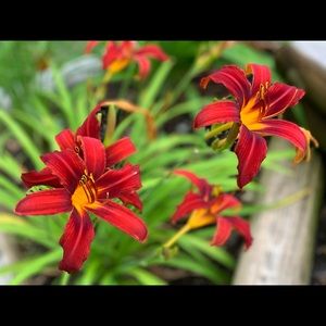 Meet your Posher, Wendy